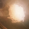 mack♪♪♪'s cooksnap of when they made レンジで簡単！しらたきのアク抜き.