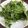 クックBWZVK1☆'s cooksnap of when they made ベビーリーフだけのシンプルサラダ.