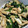かなくんマミー's cooksnap of when they made ほうれん草と油揚げの煮びたし.