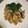 ピーナッツ子♪'s cooksnap of when they made 牡蠣醬油で旨味が凝縮、牡蠣バター焼き.