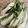 saki1010's cooksnap of when they made 自家製 野沢菜漬け.