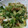 きのっぴぃ２号's cooksnap of when they made きゅうりとみつばの梅海苔和え♪.