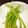 horseland's cooksnap of when they made 山菜「ふき」の下処理～お浸し.