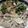 Pipico8113's cooksnap of when they made ゴルゴンゾーラ蕎麦.