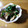 うきょたろう's cooksnap of when they made 春菊と椎茸のサラダ♡ゆずこしょう風味.