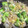 yuyaseki's cooksnap of when they made ブロッコリーとささみと卵のたんぱく質炒め.