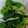 マキマキ913's cooksnap of when they made 白だしで「菜の花のお浸し」.