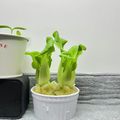 さとうのごはぁああん's cooksnap of when they made イカとチンゲン菜炒め.