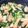 モッパ's cooksnap of when they made いかと青梗菜のとろ～中華あんかけ炒め.