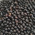 maron1682's cooksnap of when they made 黒豆の炒り豆(黒豆茶の作り方つき）.