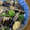 我が家のディナー's cooksnap of when they made なすとピーマンと豚肉の味噌炒め★.