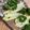 ＋SUN3's cooksnap of when they made ホワイトアスパラガスの茹で方.