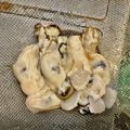 さすらい's cooksnap of when they made 牡蠣をピカピカに洗う方法（下処理）.