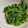 くびごき's cooksnap of when they made 麺つゆで簡単♪菜の花のからし和え.