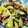 純子50Plus's cooksnap of when they made ほたるいかと筍と土筆のパスタ.