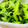 U☆kaoru's cooksnap of when they made 簡単！小松菜のナムル.