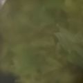 MULA's cooksnap of when they made セロリの葉っぱスープ.