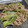 fu♪♪'s cooksnap of when they made 【楽めし】豚とレタスの簡単炒め.