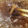 しーくれっと・らいふ's cooksnap of when they made とろろ昆布 お吸い物.