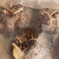 ☆えまそん☆'s cooksnap of when they made 長持ち！生椎茸の冷蔵、冷凍保存方法.