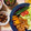 たぁープ〜's cooksnap of when they made 豚肉とかぼちゃのオイスター炒め.