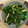 ｐｅｋｏmama's cooksnap of when they made 九条ねぎの中華炒め.