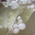 あゆたっくん's cooksnap of when they made 包丁まな板いらず！キャベツを食べる味噌汁.