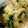 ぽむぽむぽむぽぽ's cooksnap of when they made 給食の味！ふわとろ♪かきたま汁.