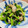 kinniko's cooksnap of when they made 【ほうれん草とあさりのゴマめんつゆ和え】.