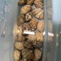 トコタン's cooksnap of when they made 【簡単】あさりの砂抜き塩抜き.