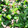ジジ0402's cooksnap of when they made のらぼう菜のツナ和え.