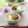 runa10's cooksnap of when they made 冷奴の薬味としての鰹のたたき.
