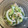R2016's cooksnap of when they made 新玉ねぎとキュウリとツナの和え物.
