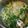 xyzクック's cooksnap of when they made 豆苗の卵とじうどん.