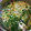 xyzクック's cooksnap of when they made 豆苗の卵とじうどん.