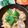 たけうちーの's cooksnap of when they made 白だし×わさび【小松菜のお浸し】常備菜.