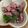 クックHDP0M2☆'s cooksnap of when they made ホタルイカとワケギの酢味噌和え.