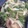 ゆずこち's cooksnap of when they made 簡単旨々！ピーマンと玉ねぎのツナ甘辛炒め.
