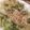 bosabossa's cooksnap of when they made レタスをボリバリ食べよう♫♬.