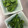 豆夢zumu's cooksnap of when they made レンジで1分半！菜の花のからし和え.