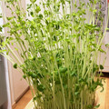 Ｎよんよん's cooksnap of when they made いつも成功！秘密の豆苗再生法 育て方.