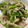 まこパパ's cooksnap of when they made 簡単！豚バラ小松菜の黒酢炒め.