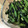 クックDS12MM☆'s cooksnap of when they made いんげんの黒胡麻和え.