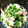 Gatinita's cooksnap of when they made 舞茸のおろし和え.