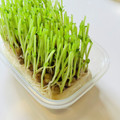 azbjbn's cooksnap of when they made いつも成功！秘密の豆苗再生法 育て方.