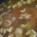 MULA's cooksnap of when they made 素材が活きる！野菜と鶏皮の鶏ガラスープ.