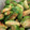 saki1010's cooksnap of when they made 芽キャベツのからし和え.