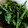 pegu0404's cooksnap of when they made のらぼう菜の簡単お浸し.