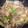 amipoko's cooksnap of when they made キャベツともやしのオイスター炒め.
