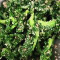 ねこのガストン's cooksnap of when they made ➏菜の花❀胡麻和え➏.